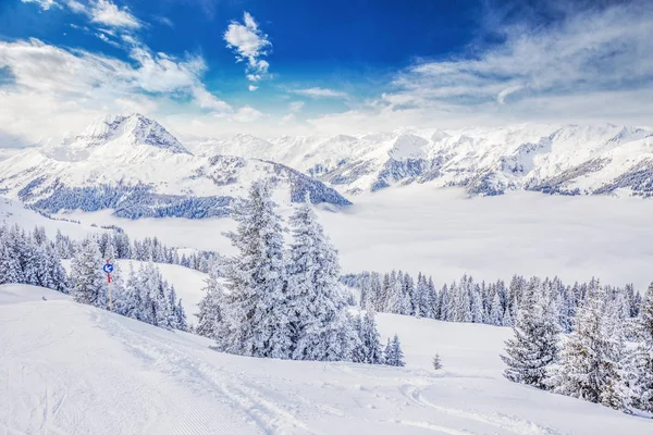树木被在 Tyrolian 阿尔卑斯山的新鲜雪覆盖 — 图库照片
