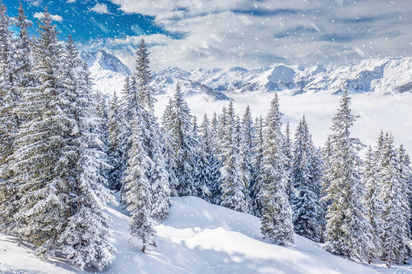 Trees covered by fresh snow in Austria Alps 