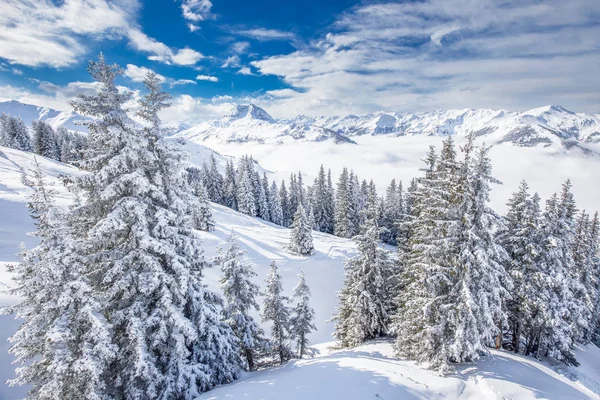 Träd som omfattas av nysnö i skidorten Kitzbühel — Stockfoto