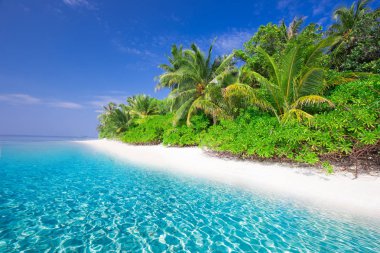 Kumlu plaj ve ağaçları ile tropik ada 