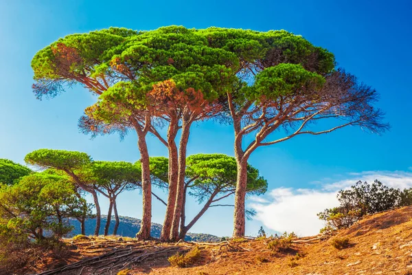 Çam ağaçları Corsica — Stok fotoğraf