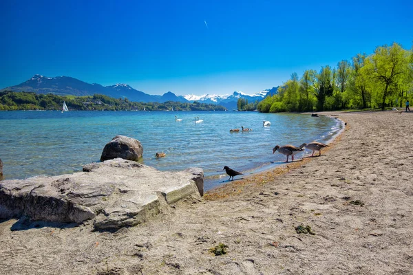 Playa de arena en Lucerna con lago — Foto de Stock