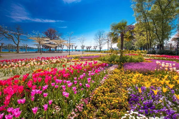 Kwiaty (tulipany, palmy) w centrum miejscowości Konstanz city park — Zdjęcie stockowe