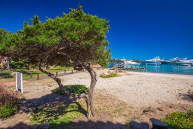 Coastline promenade with pine trees and tourquise clear water at Porto Cervo town clipart