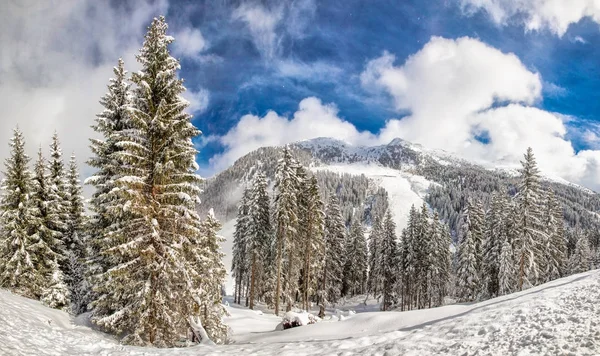 Fák friss hó az Alpok fedi — Stock Fotó