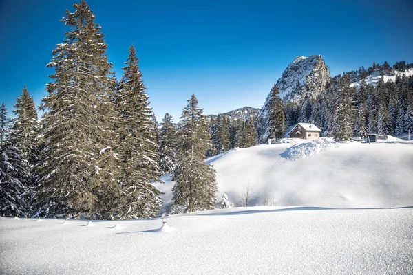Beyaz ağaçlar Alps, kartpostal kış manzara için taze kar/EC.