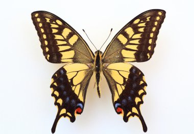 Old World Swallowtail (Papilio machaon) specimen isolated clipart