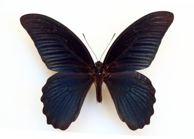 İzole büyük Mormon (Papilio memnon) numune