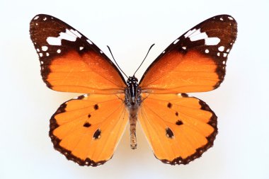 Afrika hükümdar veya düz kaplan (Anosia chrysippus) numune izole