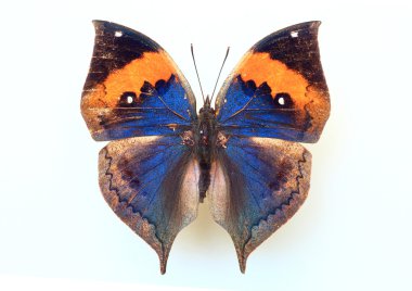 Orange Oakleaf (Kallima inachus) numune izole
