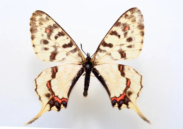 Dragón cola de golondrina (Sericinus montela) espécimen aislado — Foto de Stock