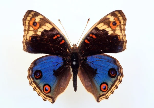 Fuks wzór motyla (Junonia orithya) na białym tle — Zdjęcie stockowe