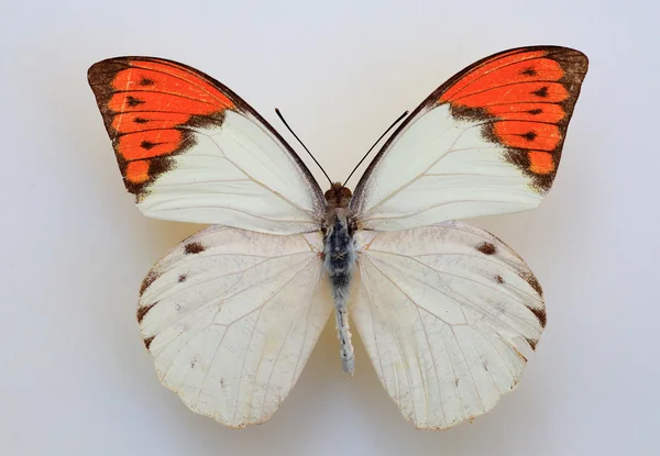 Gran espécimen de punta naranja (Hebomoia glaucippe) aislado —  Fotos de Stock