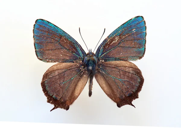 Latifasciatus grön Hairstreak (Favonius cognatus) preparatet — Stockfoto