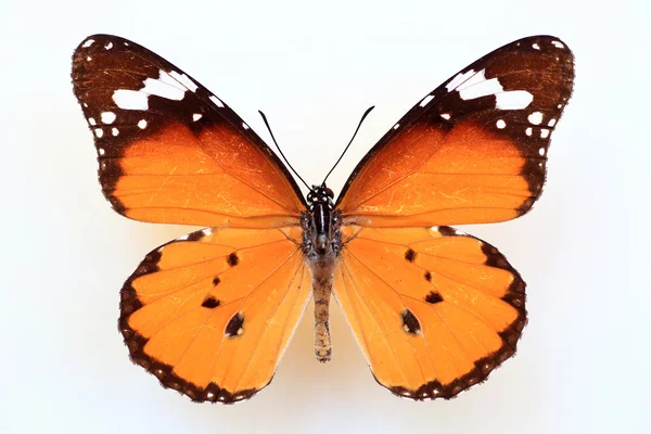 Monarcha Afryki lub wzorem tiger plain (Chryzyp Antosia) na białym tle — Zdjęcie stockowe
