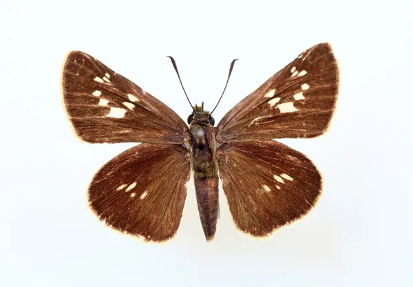 고립 된 꽃 스위프트 (Polytremis pellucida) 견본 — 스톡 사진
