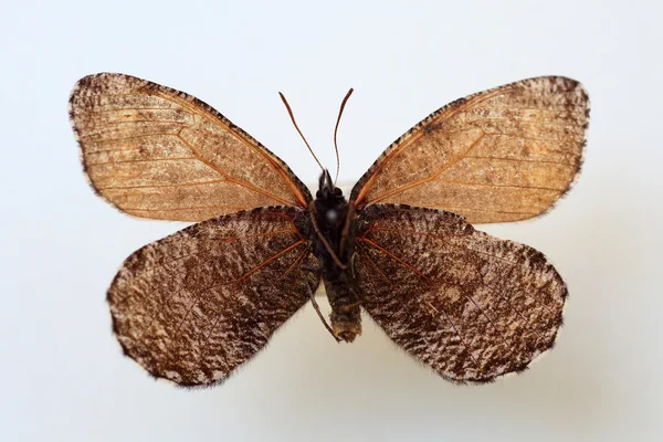 Melissa Arctic (Oeneis melissa) specimen isolated — Stock Photo, Image