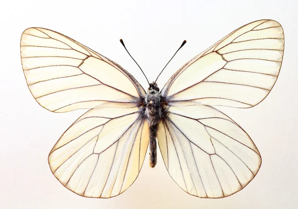 고립 된 블랙 veined 화이트 (Aporia crataegi) 견본 — 스톡 사진