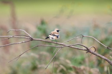 Çöl kuyrukkakanı (Oenanthe deserti) erkek, Japonya 