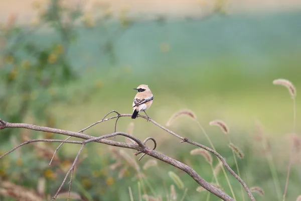 Blé blanc du désert (Oenanthe deserti) mâle au Japon — Photo