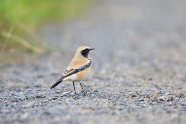 Çöl kuyrukkakanı (Oenanthe deserti) erkek, Japonya 
