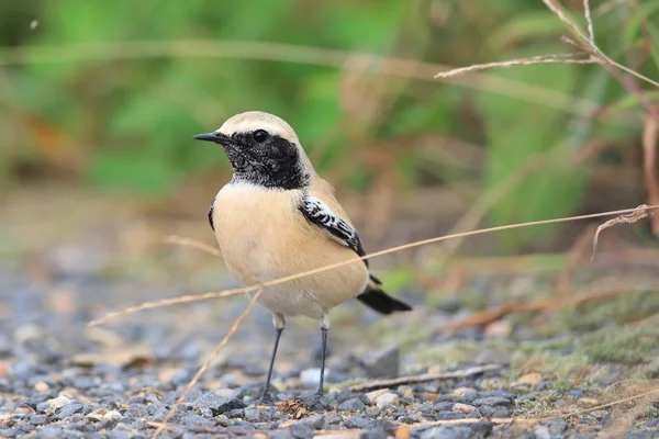 Desert Wheatear (Oenanthe deserti) male in Japan — Stock Photo, Image