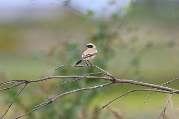 Öken stenskvätta (Oenanthe deserti) hane i Japan — Stockfoto