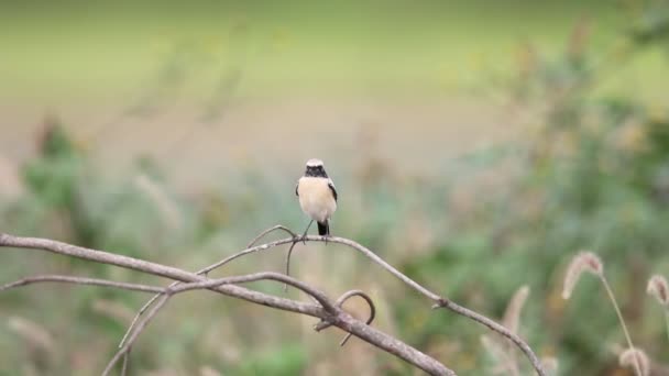 Desert Wheatear (Oenanthe deserti) macho no Japão — Vídeo de Stock