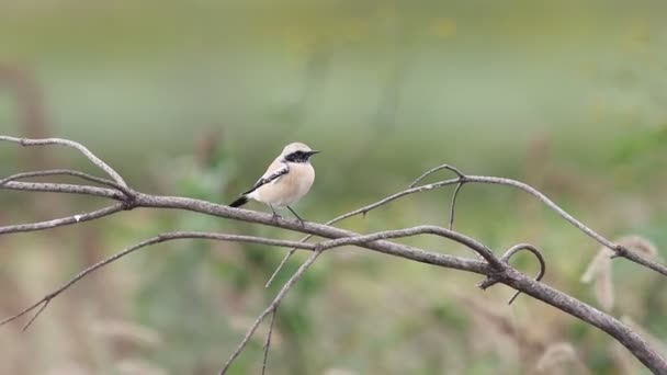 Desert Wheatear (Oenanthe deserti) maschio in Giappone — Video Stock