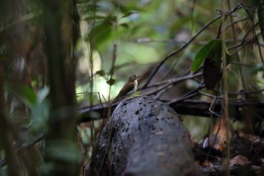 Borneo, Malezya gri göğüslü orman sinekkapan (Cyornis umbratilis)