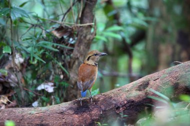 Sabah, Borneo, Malezya dev pide (Hydrornis caeruleus)