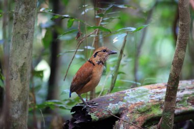 Sabah, Borneo, Malezya dev pide (Hydrornis caeruleus)