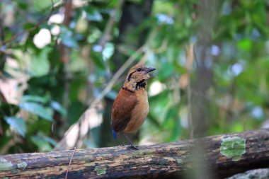 Sabah, Borneo, Malezya dev pide (Hydrornis caeruleus)
