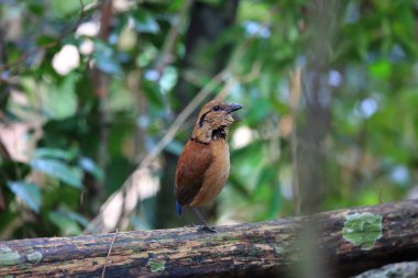 Sabah, Borneo, Malezya dev pide (Hydrornis caeruleus)