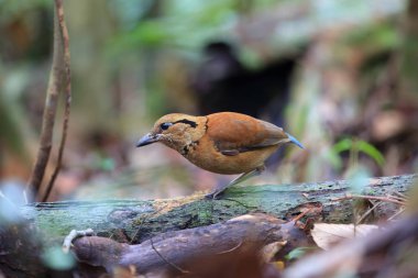 Sabah, Borneo, Malezya dev pide (Hydrornis caeruleus)