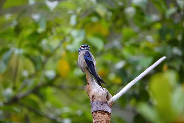 Muricola Boomgierzwaluwen (Hemiprocne comata) in Borneo, Maleisië — Stockfoto