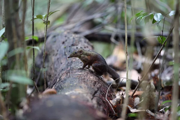 Treeshrew comune (Tupaia glis) in Sabah, Borneo, Malesia — Foto Stock