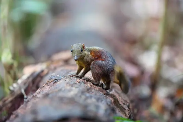 Treeshrew comune (Tupaia glis) in Sabah, Borneo, Malesia — Foto Stock