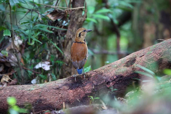 Sabah, Borneo, Malezya dev pide (Hydrornis caeruleus) — Stok fotoğraf