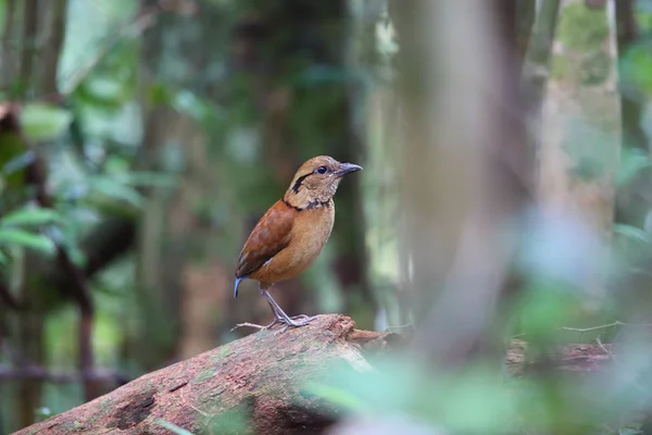 Óriás Pitta (Hydrornis caeruleus), a Sabah, Borneo, Malajzia — Stock Fotó