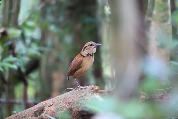 Obří Pitta (Hydrornis caeruleus) v Sabah, Borneo, Malajsie — Stock fotografie