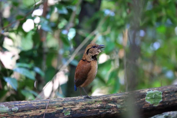 Kurtaczek olbrzym (Hydrornis caeruleus) w Sabah, Borneo, Malezja — Zdjęcie stockowe