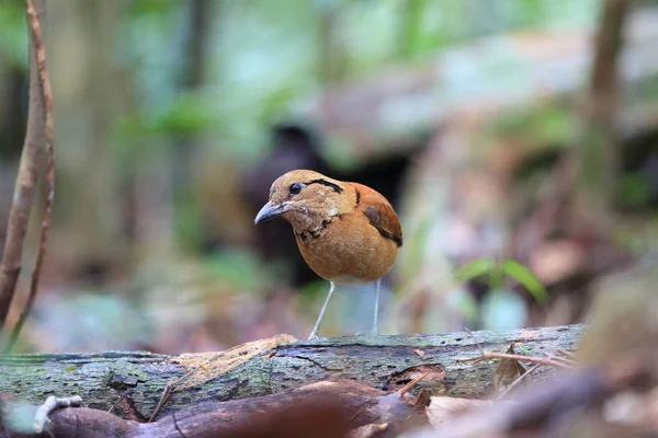 Obří Pitta (Hydrornis caeruleus) v Sabah, Borneo, Malajsie — Stock fotografie