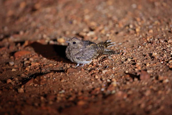 European Nightjar (Caprimulgus europaeus) in Zambia — Stock Photo, Image