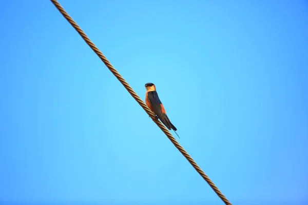 Moskee swallow (Cecropis senegalensi) in Zambia — Stockfoto