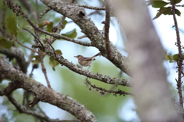 Bílá starý křoviny robin (Cercotrichas leucophrys) v Zambii — Stock fotografie