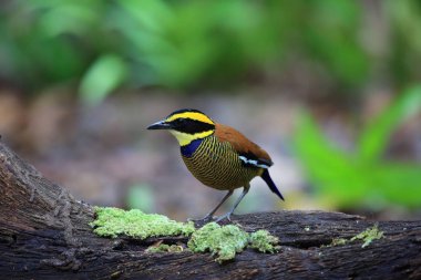Cava bantlı pide (pide guajana) Bali Barat Milli Parkı'nda, Bali Adası, Endonezya
