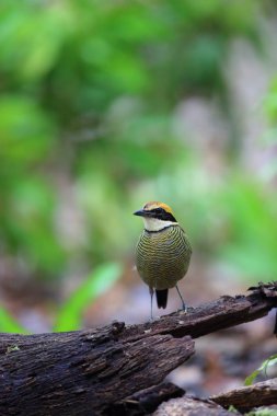 Cava bantlı pide (pide guajana) Bali Barat Milli Parkı'nda, Bali Adası, Endonezya