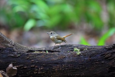 Kahverengi ıslıkçı göğüslü Jungle-sinekkapan (Rhinomyias olivacea) Bali Barat Milli Parkı'nda, Bali Adası, Endonezya