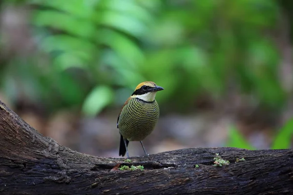 Javan Banded Pitta (Pitta guajana) в национальном парке Бали Барат, остров Бали, Индонезия — стоковое фото